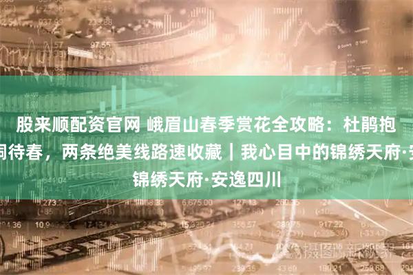 股来顺配资官网 峨眉山春季赏花全攻略：杜鹃抱雪，珙桐待春，两条绝美线路速收藏｜我心目中的锦绣天府·安逸四川