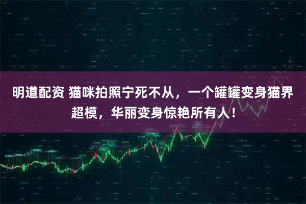 明道配资 猫咪拍照宁死不从，一个罐罐变身猫界超模，华丽变身惊艳所有人！